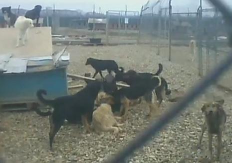 Un nou scandal la adăpostul de maidanezi: O filmare cu câini care muşcă un alt câine pune iubitorii de animale pe jar (VIDEO)